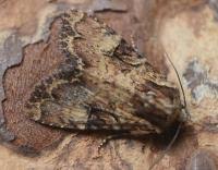 Attēlu rezultāti vaicājumam “Apamea epomidion”