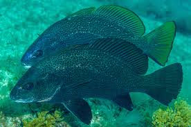 Image result for Sciaena umbra