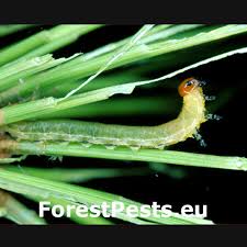 Attēlu rezultāti vaicājumam “Gilpinia”