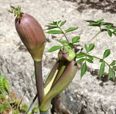 Attēlu rezultāti vaicājumam “Oenothera rubricauli bud”