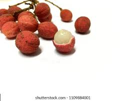 Attēlu rezultāti vaicājumam “Linaria loeselii fruit”