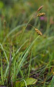 Attēlu rezultāti vaicājumam “Carex limosa fruit”