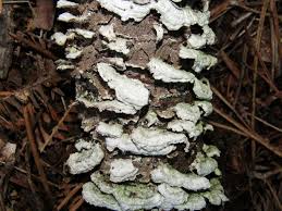 Attēlu rezultāti vaicājumam “Trichaptum abietinum”