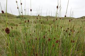 Attēlu rezultāti vaicājumam “Juncus conglomeratus”