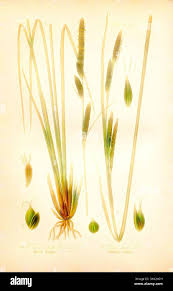 Attēlu rezultāti vaicājumam “Carex acuta leaf”