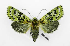 Attēlu rezultāti vaicājumam “Griposia aprilina”