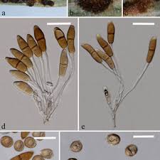 Attēlu rezultāti vaicājumam “Puccinia agrostidis”