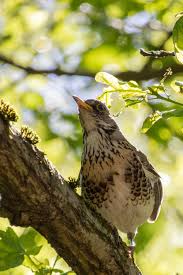 Attēlu rezultāti vaicājumam “Turdus pilaris adult”