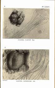 Attēlu rezultāti vaicājumam “Dianema depressum”