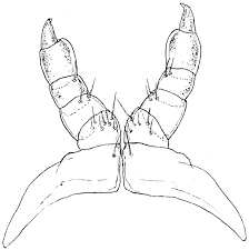 Attēlu rezultāti vaicājumam “Ommatoiulus vilnensis”