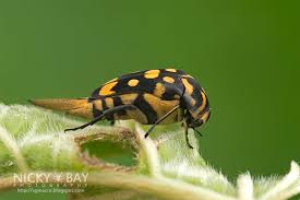 Attēlu rezultāti vaicājumam “Mordellidae”