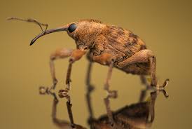 Attēlu rezultāti vaicājumam “Curculio nucum”