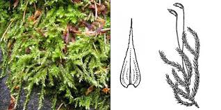 Attēlu rezultāti vaicājumam “Brachythecium campestre”