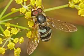 Attēlu rezultāti vaicājumam “Didea alneti”