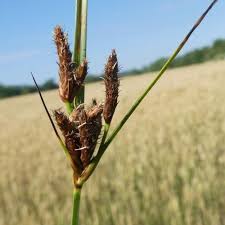 Attēlu rezultāti vaicājumam “Bolboschoenus maritimus flower”