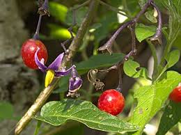 Attēlu rezultāti vaicājumam “Solanum dulcamara fruit”