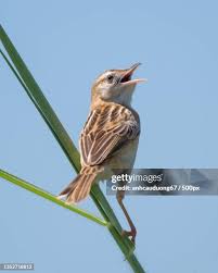 Attēlu rezultāti vaicājumam “Acrocephalus schoenobaenus adult”