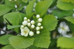 Attēlu rezultāti vaicājumam “Crataegus macracantha”
