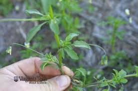 Attēlu rezultāti vaicājumam “Viola arvensis bud”