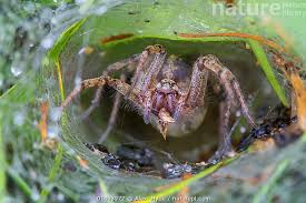 Attēlu rezultāti vaicājumam “Agelena labyrinthica”