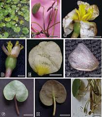 Attēlu rezultāti vaicājumam “Hydrocharis morsus-ranae flower”