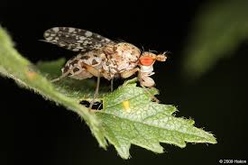 Attēlu rezultāti vaicājumam “Trypetoptera punctulata”