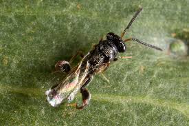 Attēlu rezultāti vaicājumam “Torymidae”