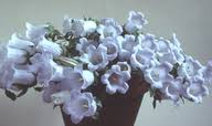 Image result for Campanula formanekiana