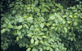 Attēlu rezultāti vaicājumam “Rhamnus cathartica”