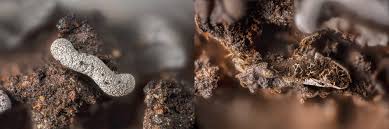 Attēlu rezultāti vaicājumam “Physarum decipiens spores”