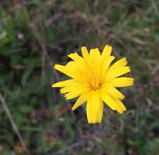 Attēlu rezultāti vaicājumam “Leontodon autumnalis”