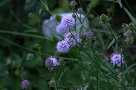 Image result for Succisella inflexa