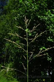 Attēlu rezultāti vaicājumam “Poa palustris leaf”