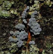 Attēlu rezultāti vaicājumam “Badhamia sp.”