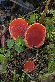 Attēlu rezultāti vaicājumam “Sarcoscypha austriaca”