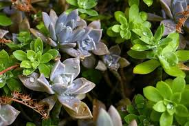 Attēlu rezultāti vaicājumam “Sedum pallidum bud”