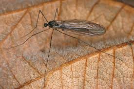 Attēlu rezultāti vaicājumam “Trichocera”