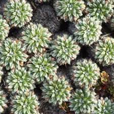 Attēlu rezultāti vaicājumam “Hippuridaceae”