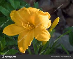 Attēlu rezultāti vaicājumam “Hemerocallis lilioasphodelus flower”