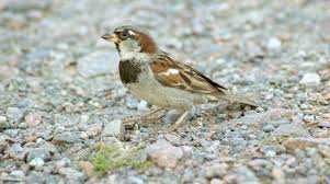 Attēlu rezultāti vaicājumam “Passer domesticus male”