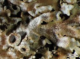 Attēlu rezultāti vaicājumam “Physconia distorta”