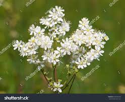 Attēlu rezultāti vaicājumam “Filipendula vulgaris leaf”