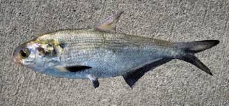 Image result for Dorosoma cepedianum