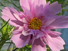 Image result for Cosmos bipinnatus `Double Click`