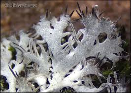 Attēlu rezultāti vaicājumam “Anaptychia ciliaris”