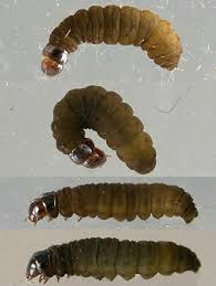 Attēlu rezultāti vaicājumam “Cataclysta lemnata”