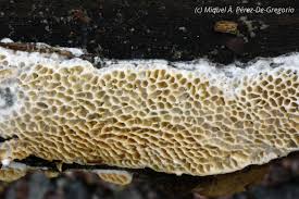 Attēlu rezultāti vaicājumam “Antrodia albida”