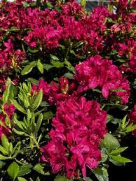 Attēlu rezultāti vaicājumam “Rhododendron catawbiense”