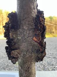 Attēlu rezultāti vaicājumam “Inonotus obliquus”