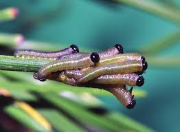 Attēlu rezultāti vaicājumam “Diprionidae cocoon”